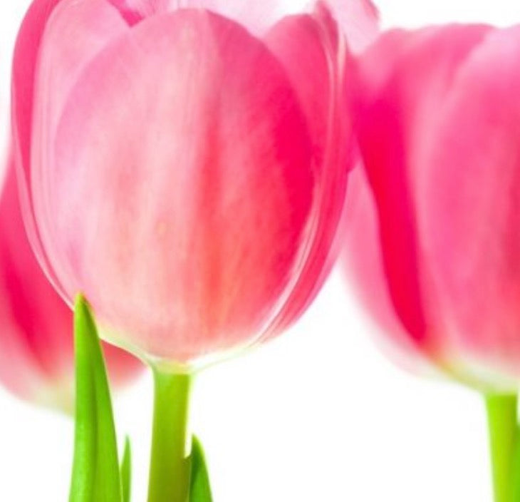 Chapelwood Spring Thing Market - February 28 - March 2 - Houston, TX